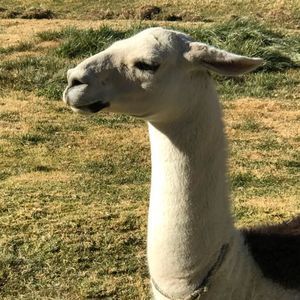 Meet your Posher, Lupe